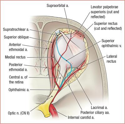 thumbs/Ophthalmic Artery.jpeg.jpg